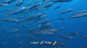 [Laroza Now] فيلم Dolphins Up Close With Bertie Gregory 2025 مترجم اون لاين